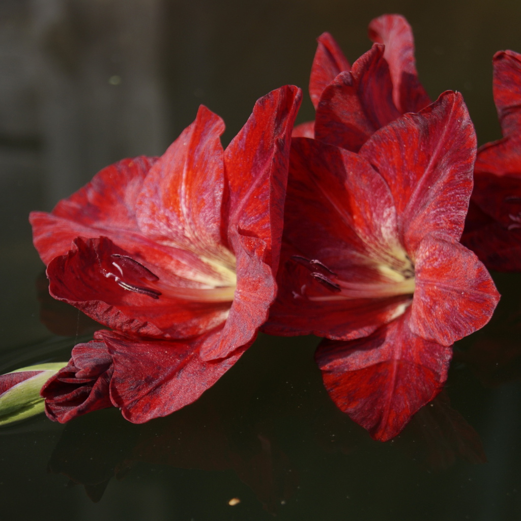 Красный цветок гладиолуса лежит в воде