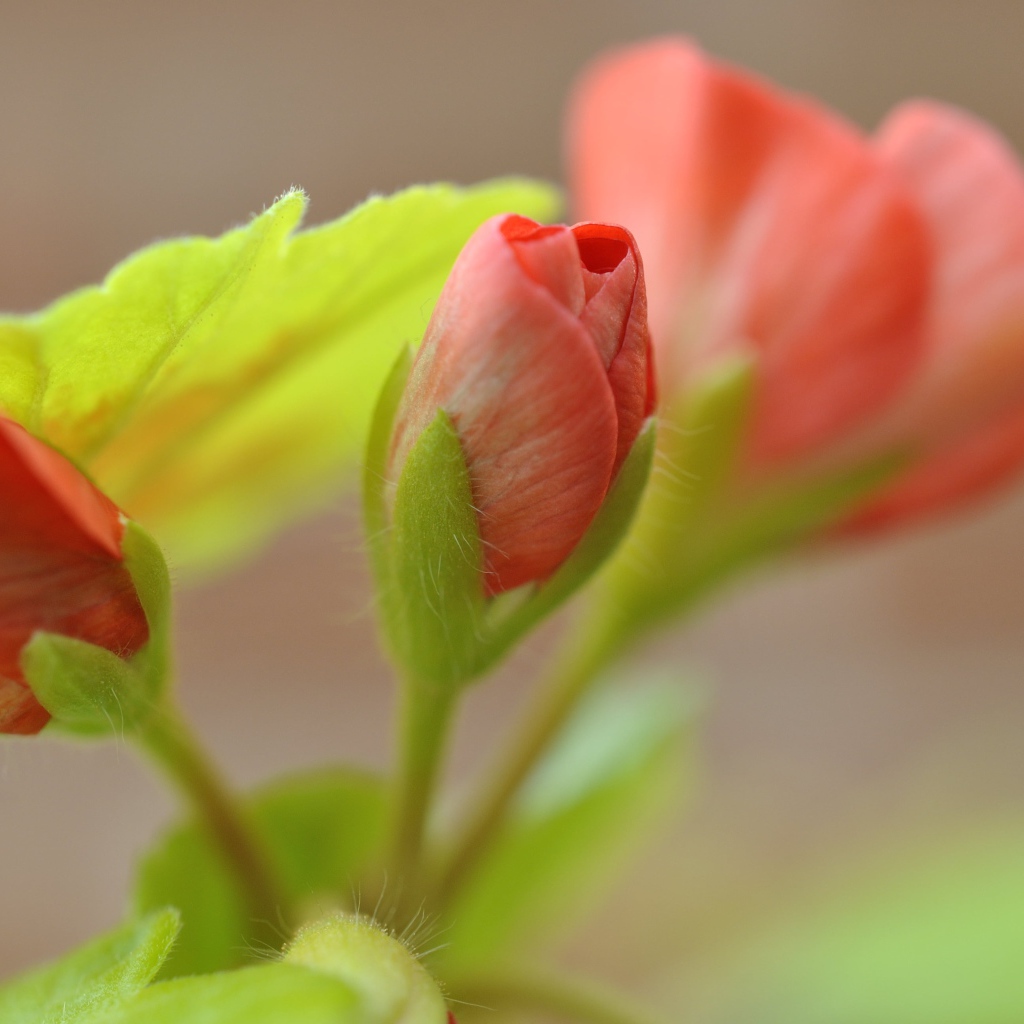 Красный цветок герани распускается крупным планом