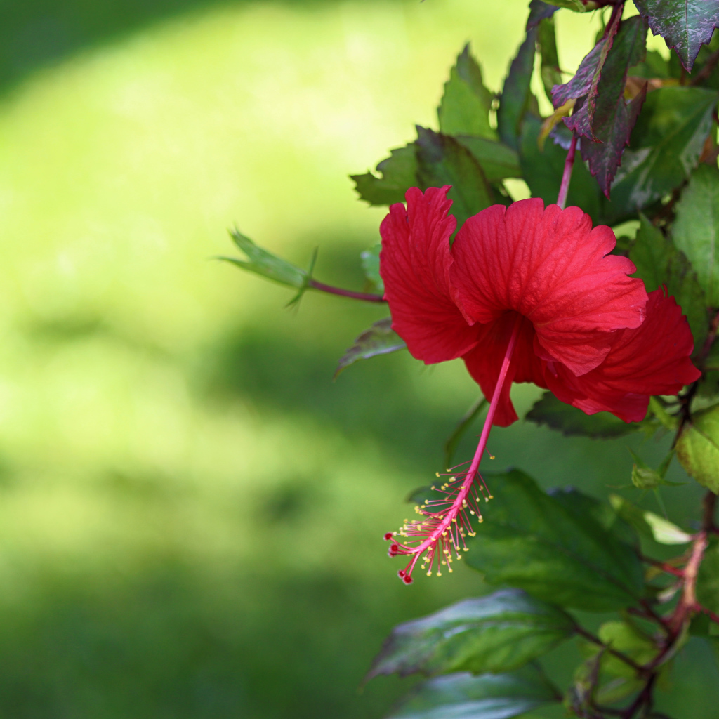 Красный цветок гибискуса с зелеными листьями