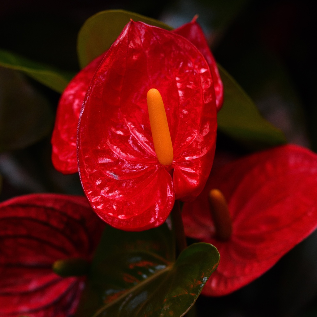 Красные комнатные цветы антуриум крупным планом