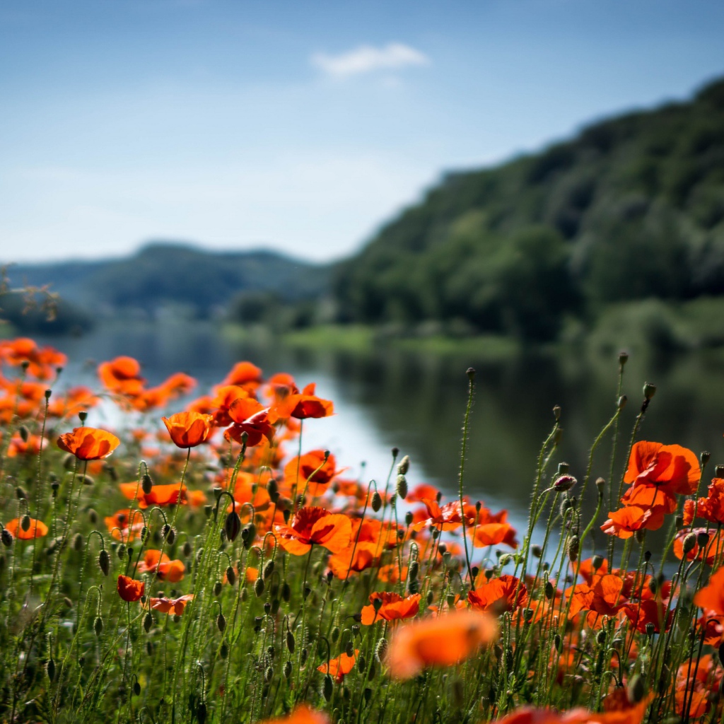 Красные маки в лучах солнца у реки