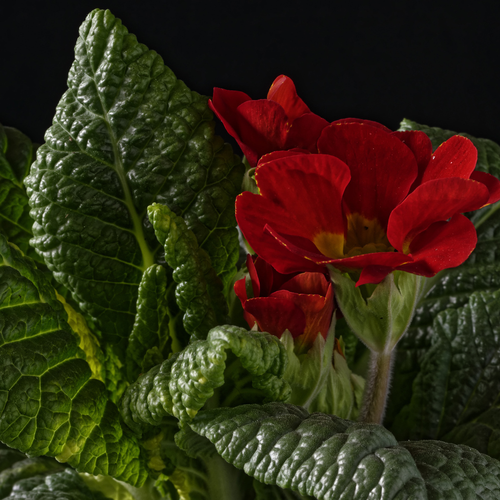 Красный цветок примулы в зеленых листьях на черном фоне