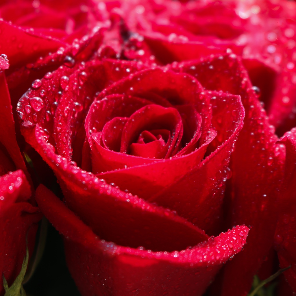 Бутоны красной розы в каплях росы крупным планом