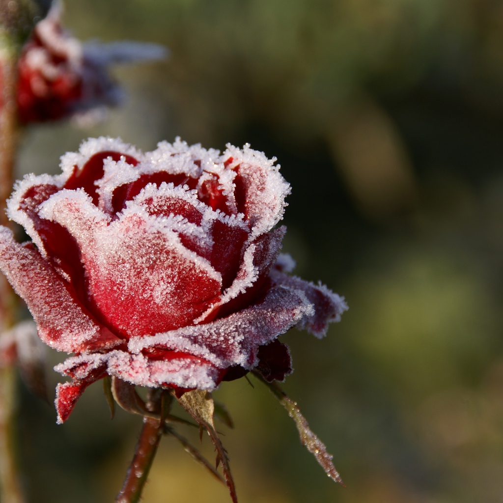 Красная роза покрыта инеем крупным планом