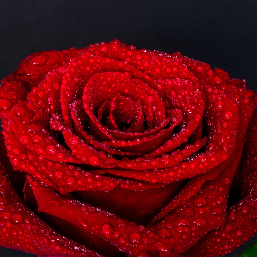 Цветок красной розы в каплях воды на сером фоне