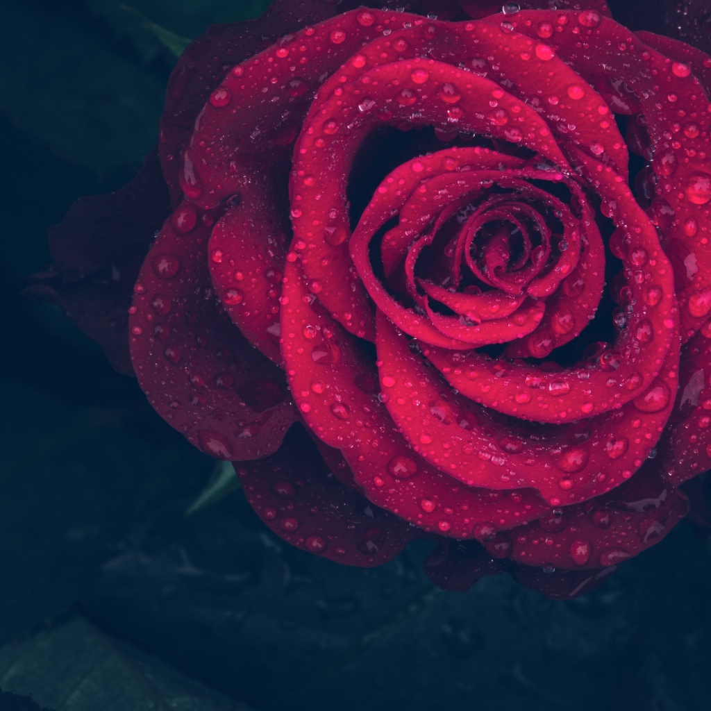 Красная роза в каплях воды на лепестках 