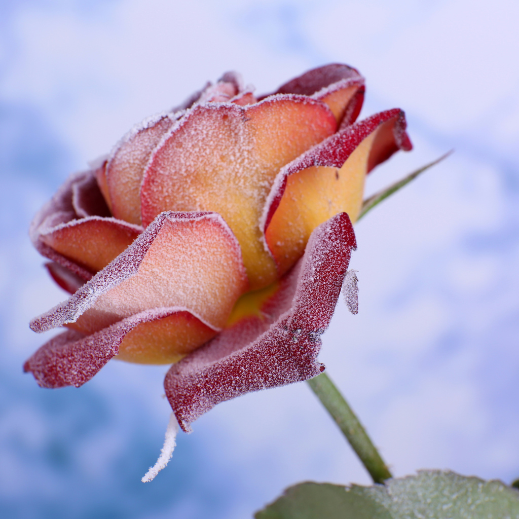 Лепестки красной розы покрыты инеем 