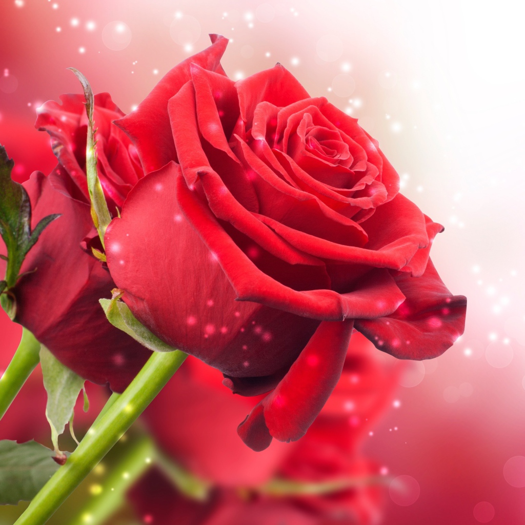 Красные розы на розовом фоне с боке