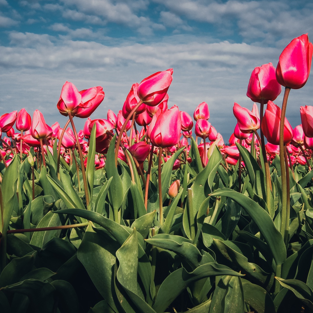 Красные тюльпаны на поле под голубым небом