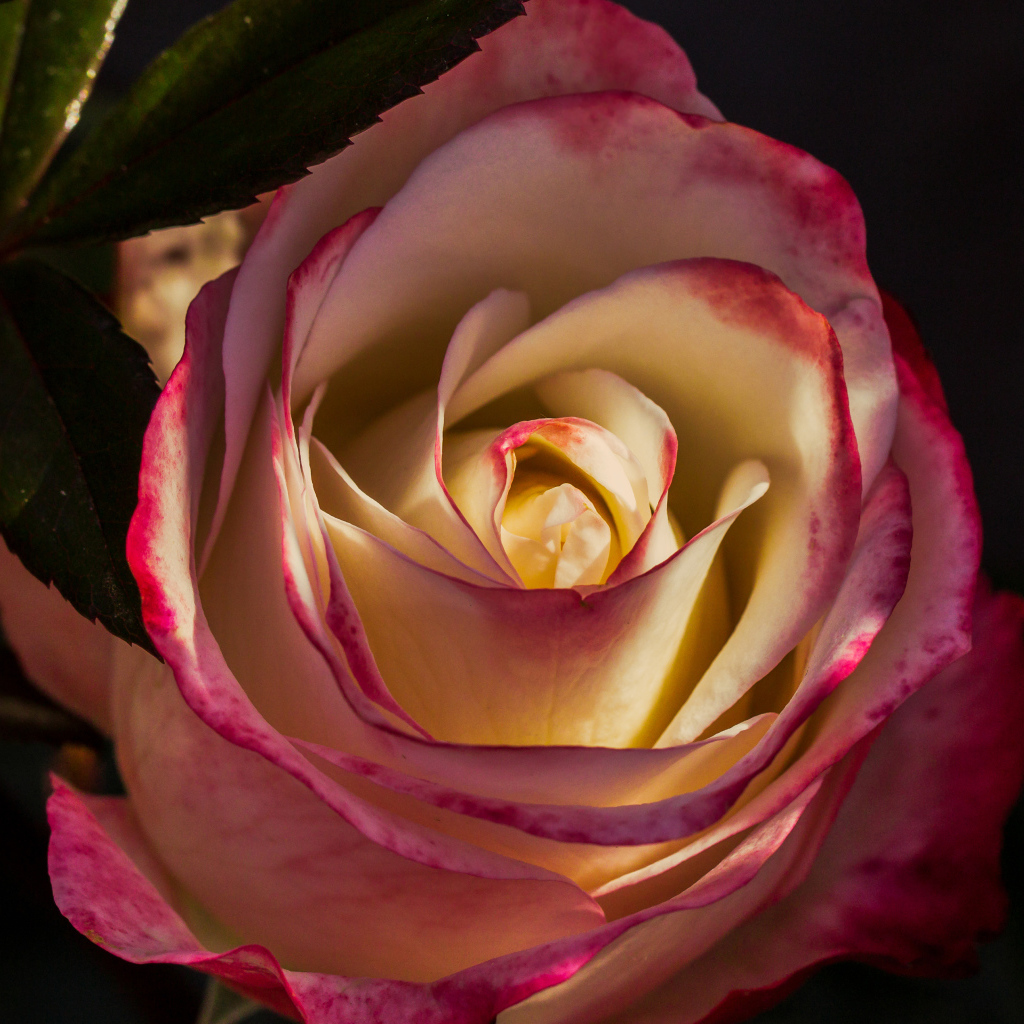 Роза с нежными бело-розовыми лепестками крупным планом