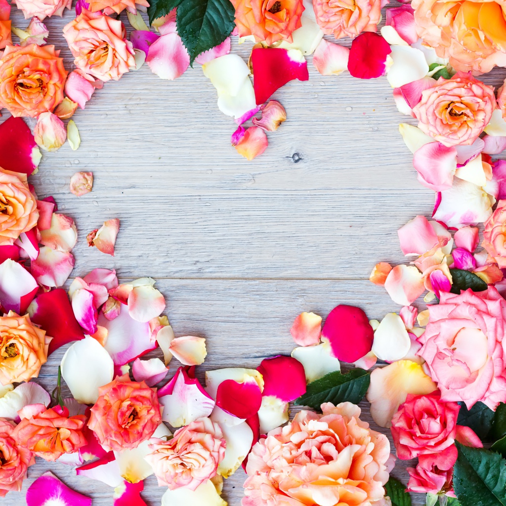 Бутоны роз на сером фоне крупным планом