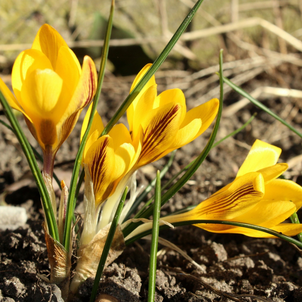 Солнечные желтые крокусы на земле весной