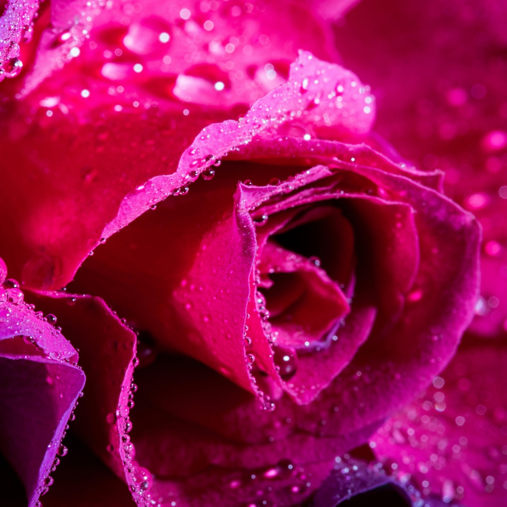 Нежная розовая роза в каплях росы крупным планом