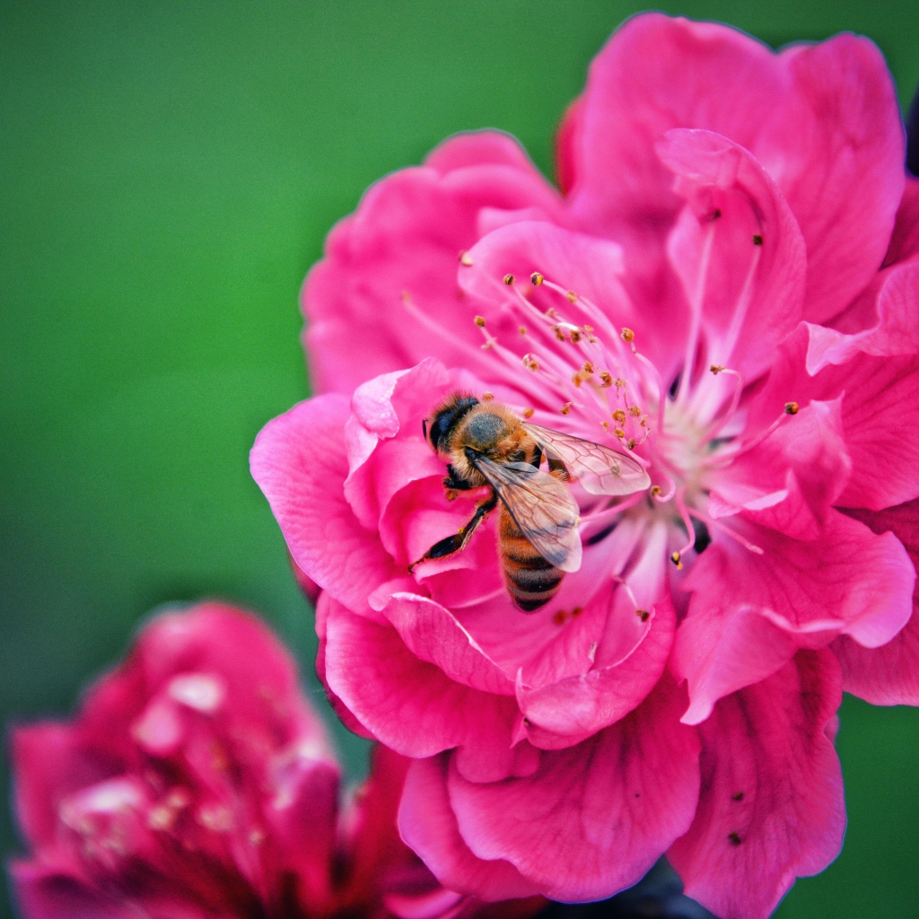 Пчела сидит на розовом цветке на зеленом фоне
