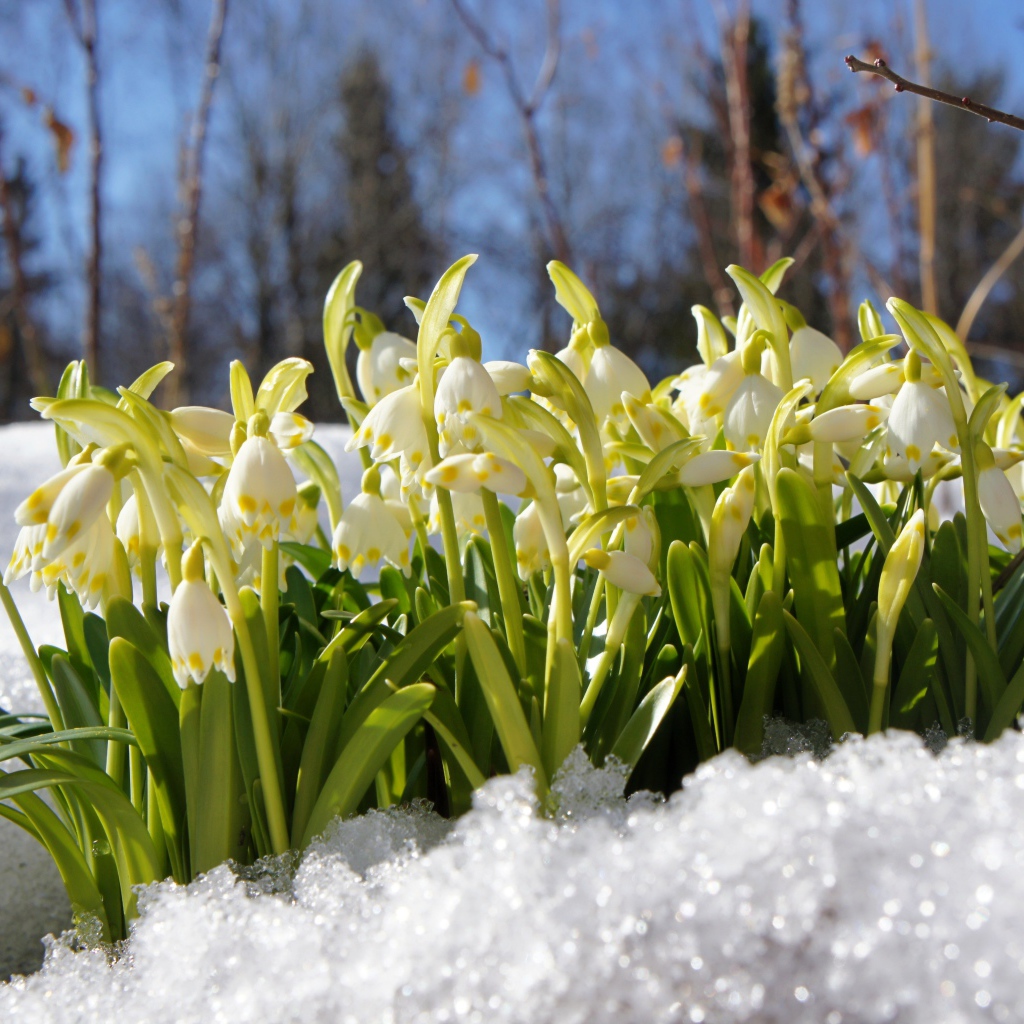 Первые весенние подснежники в заснеженном лесу 
