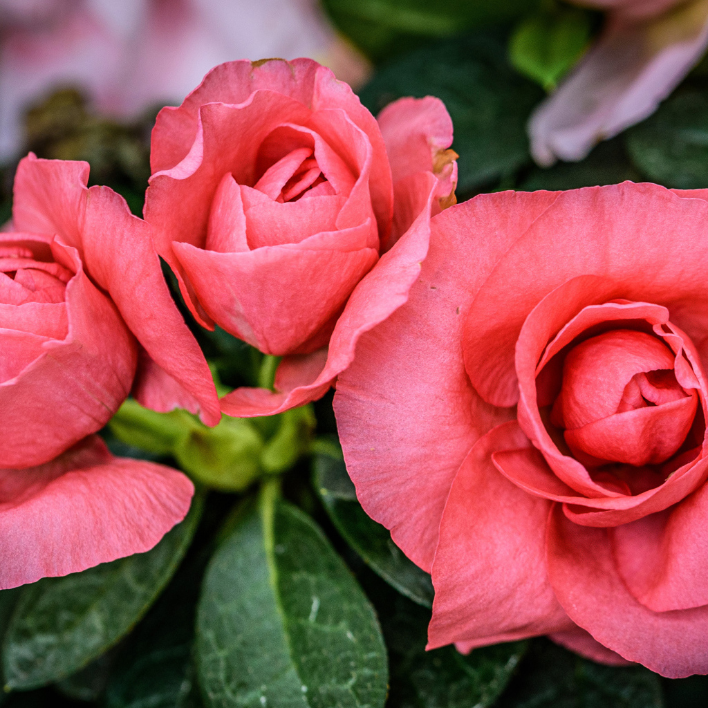 Три нежных розовых цветка бегонии крупным планом