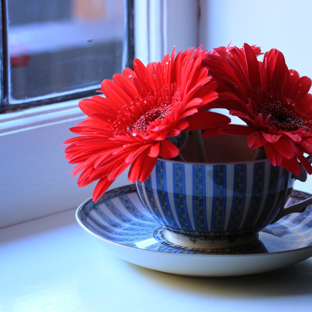 Три цветка красной герберы в чашке на подоконнике 
