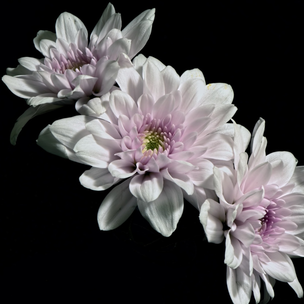 Три розовых цветка хризантемы на черном фоне