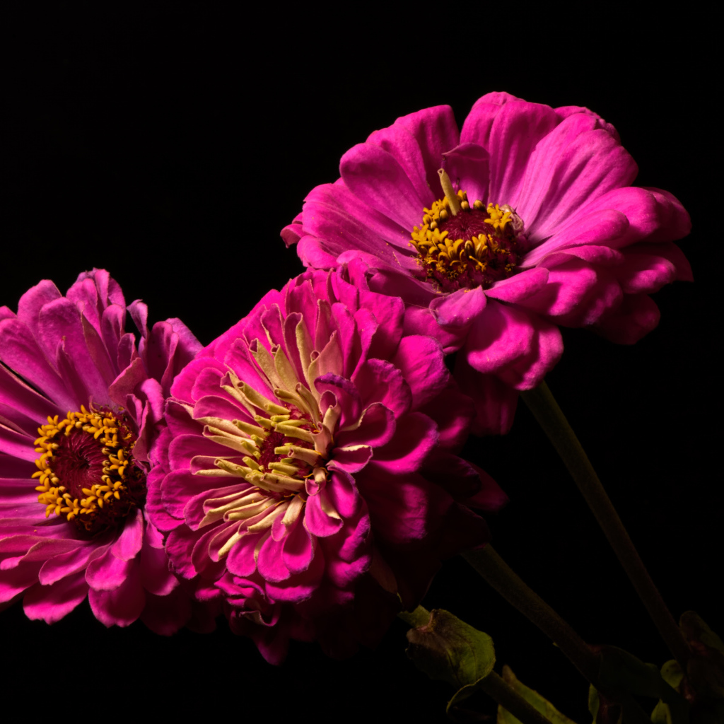 Три розовых цветка циннии на черном фоне