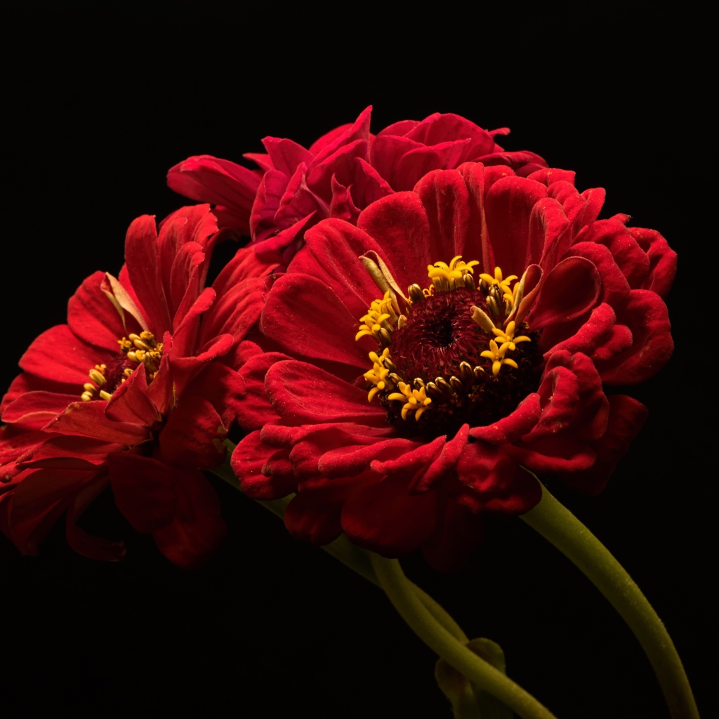 Три красных цветка цинии на черном фоне
