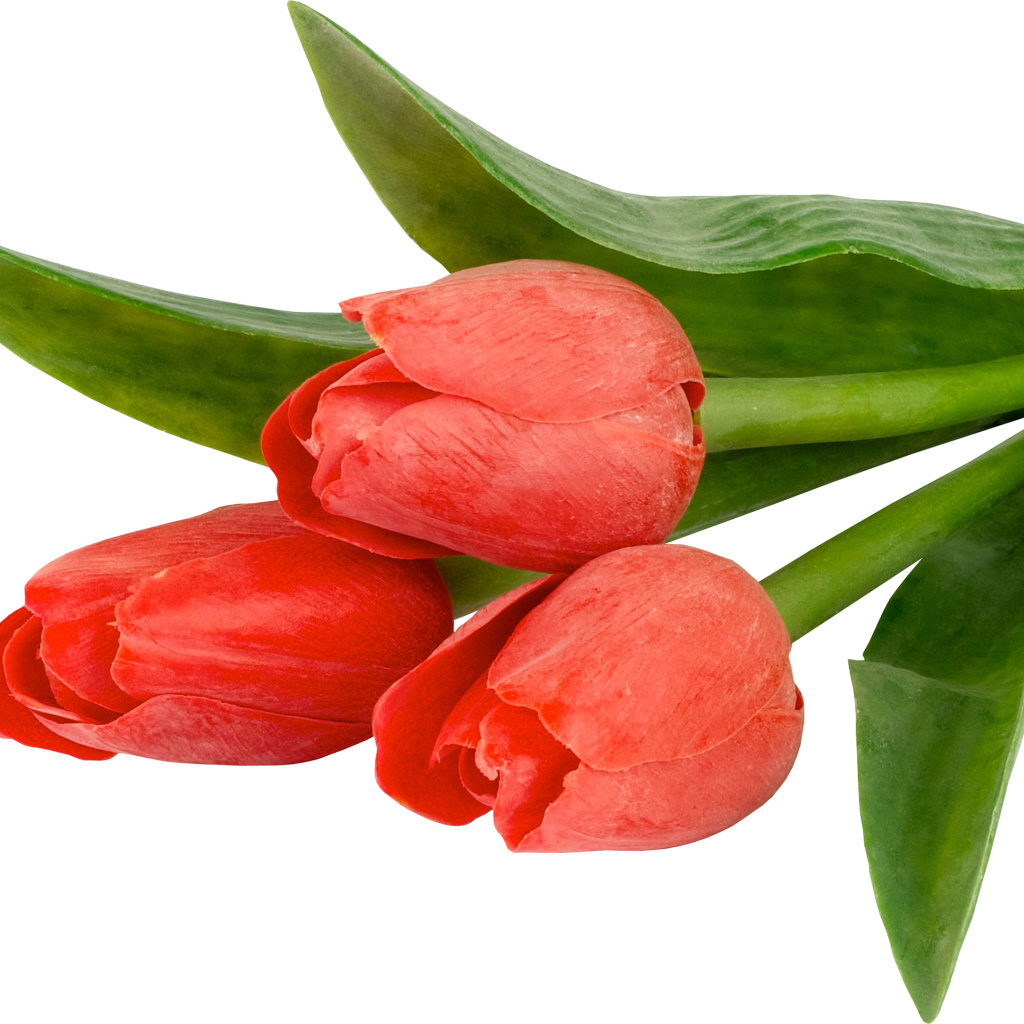 Три тюльпана с зелеными листьями на белом фоне