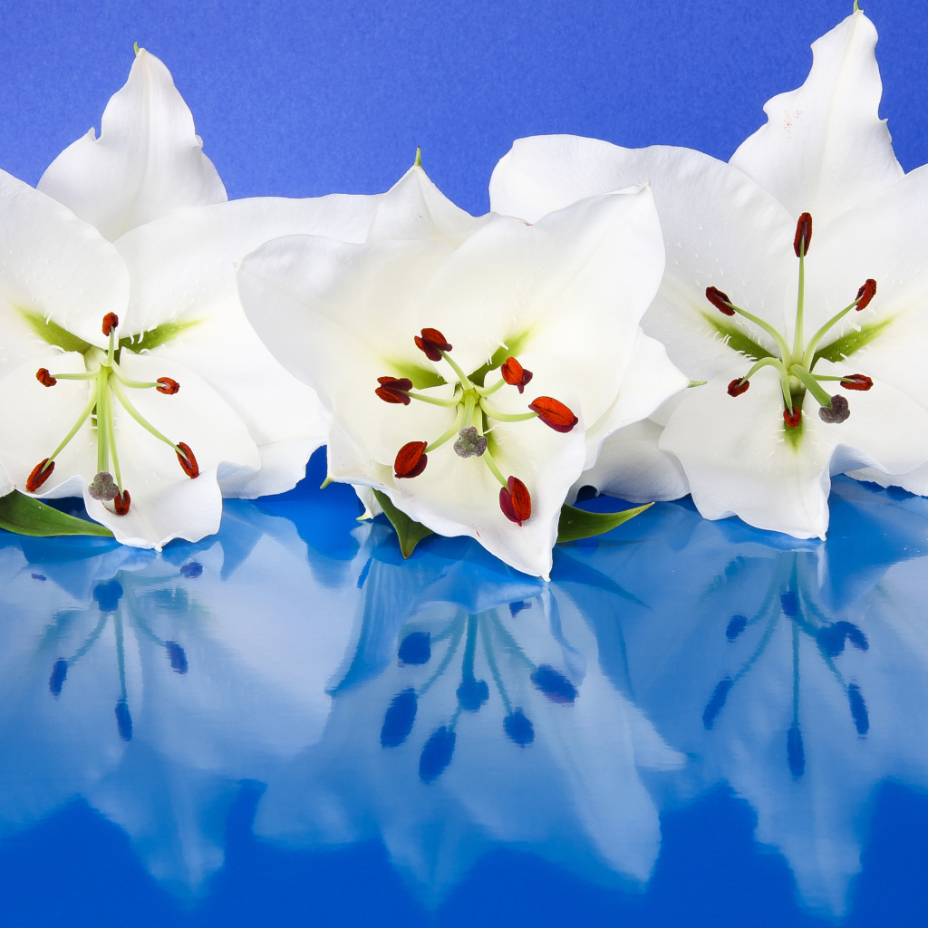 Три белые лилии отражаются в голубой поверхности 