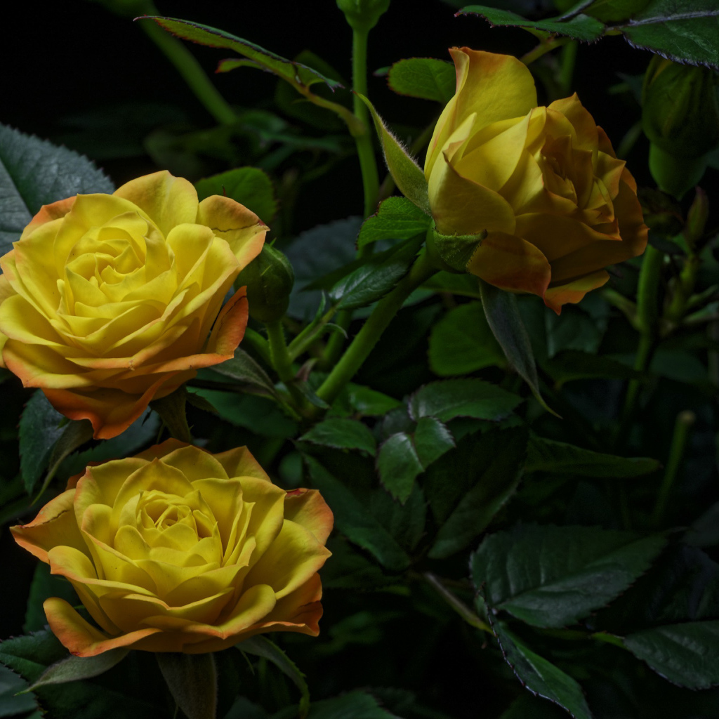 Три желтые розы с зелеными листьями на черном фоне