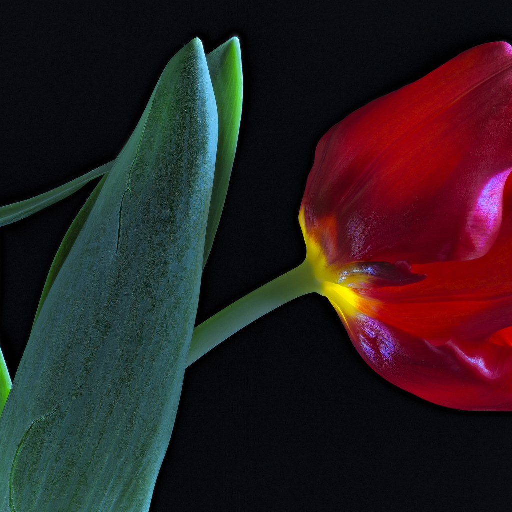 Тюльпан с зелеными листьями на черном фоне