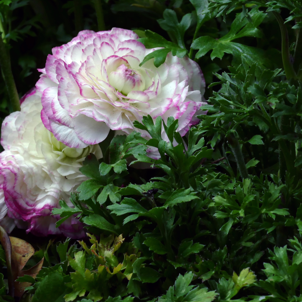 Два красивых цветка лютика в зеленых листьях 