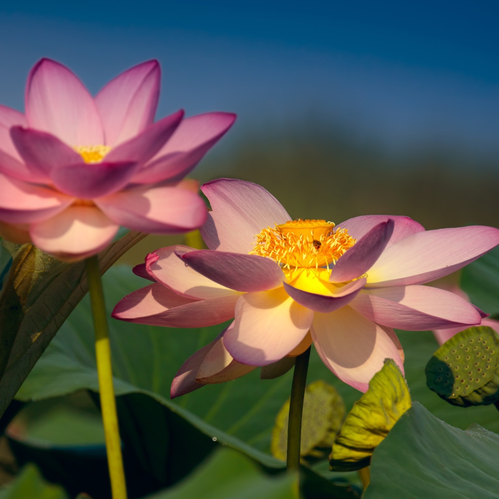 Два красивых нежных цветка лотоса в зеленых листьях