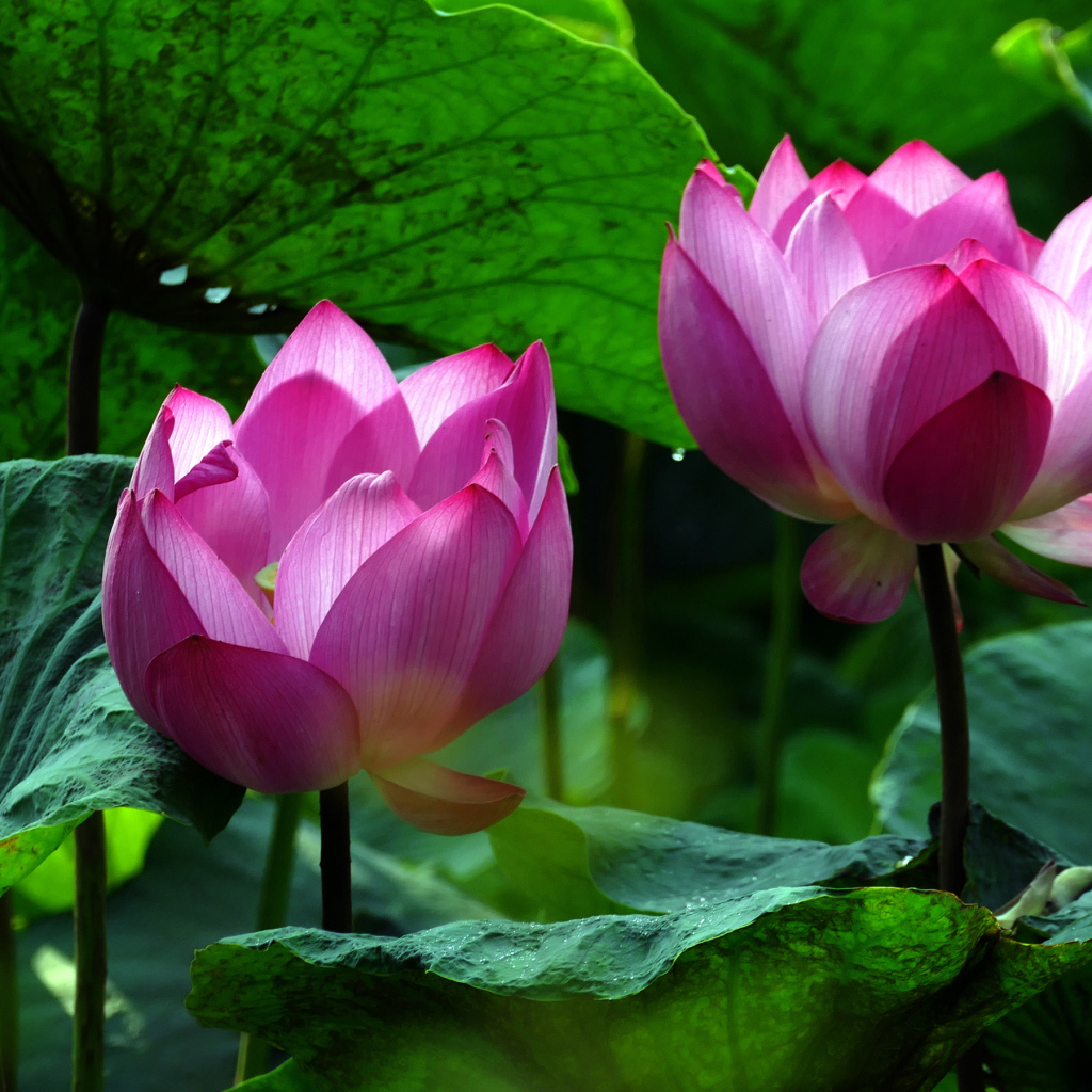 Два красивых розовых цветка водяной лилии в зеленых листьях