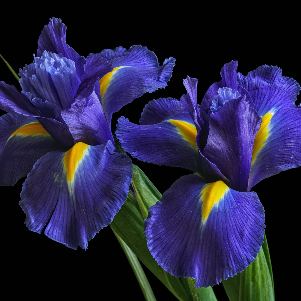 Два синих красивых ириса на черном фоне