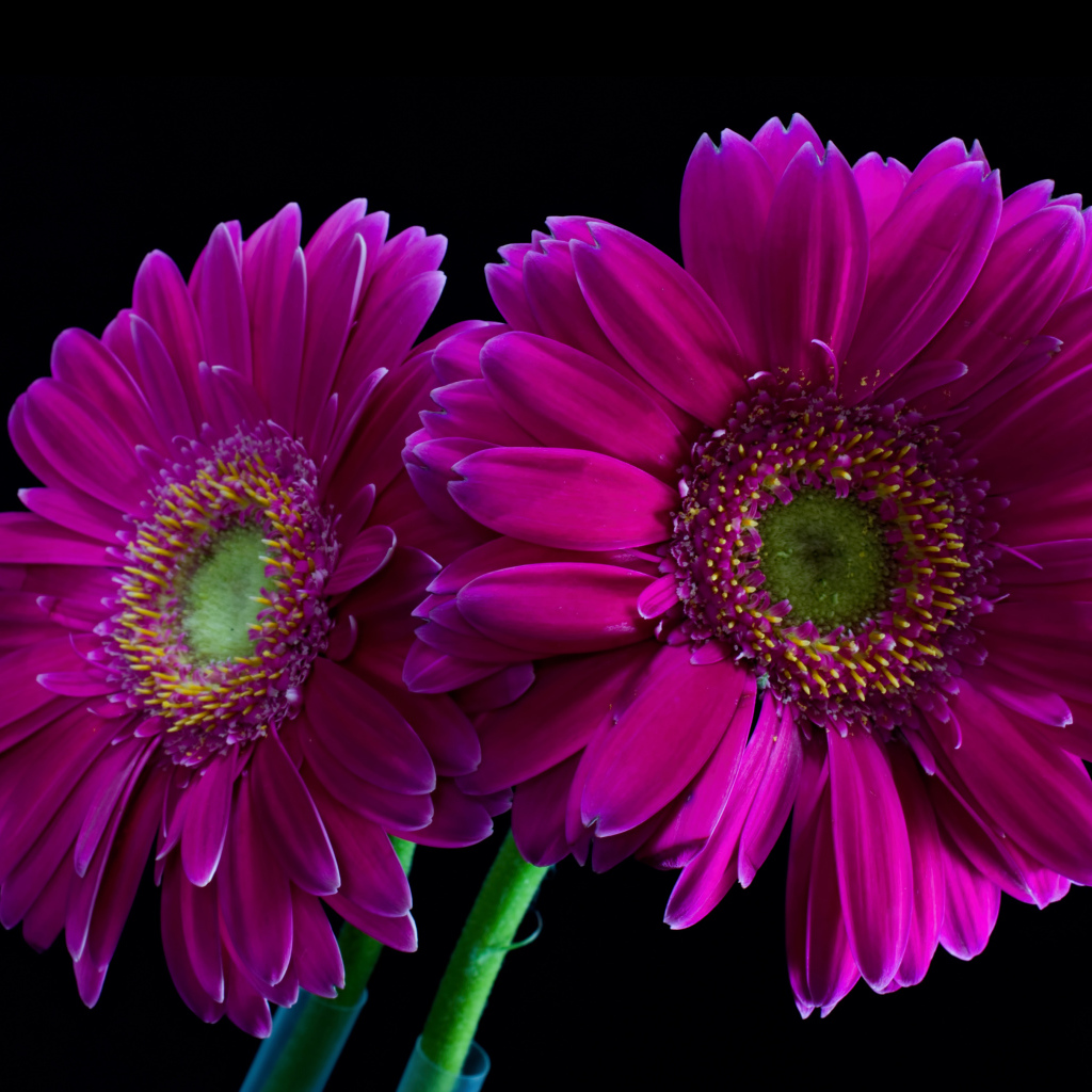 Две сиреневые герберы на черном фоне