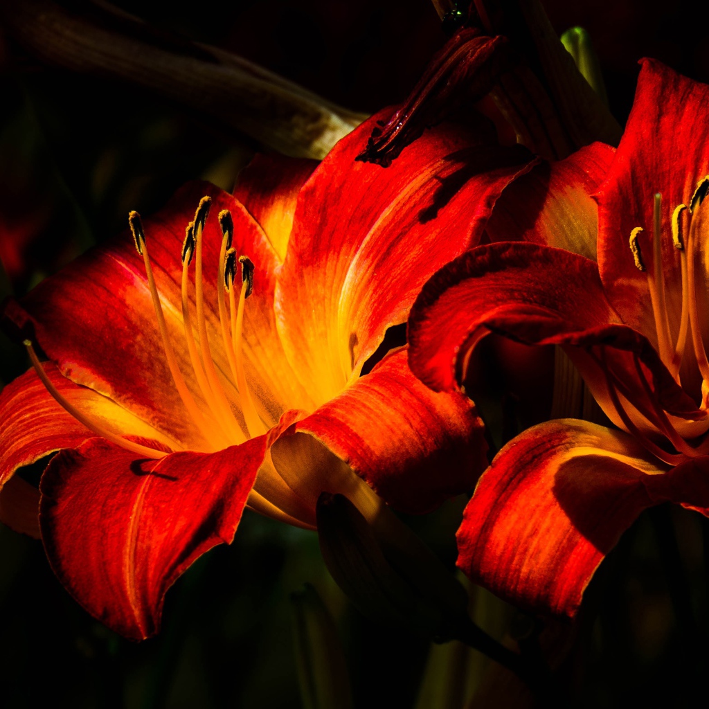 Две оранжевые лилии на клумбе