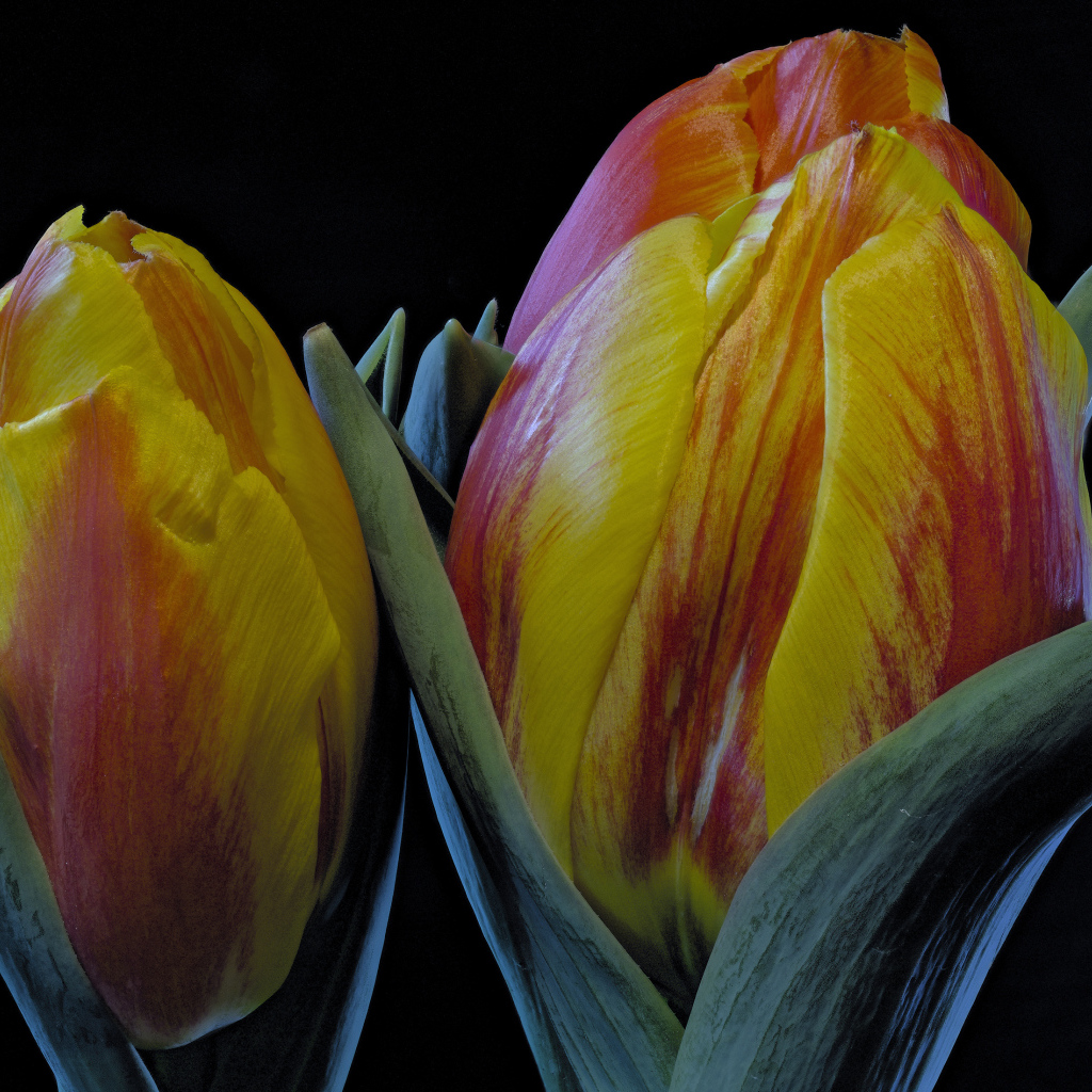 Два оранжевых тюльпана на черном фоне крупным планом