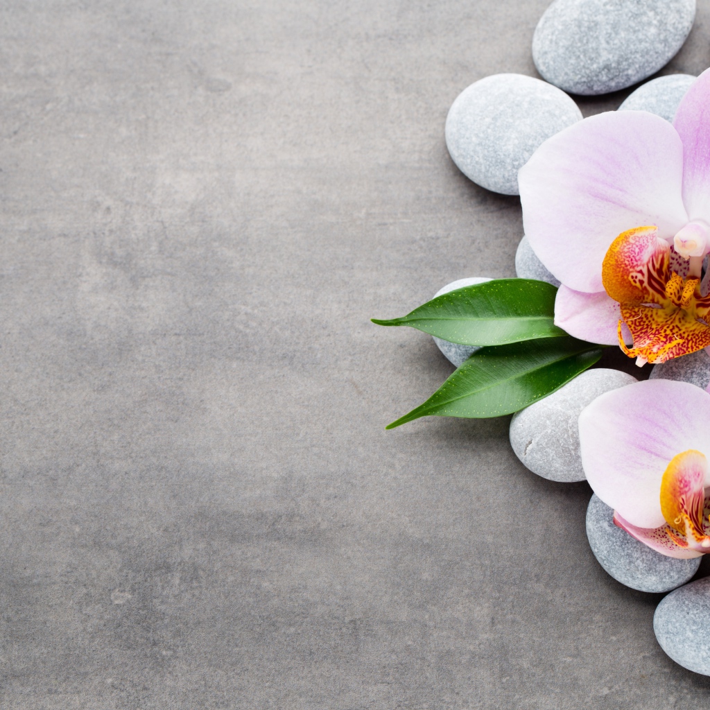 Две розовые орхидеи на камнях на сером фоне