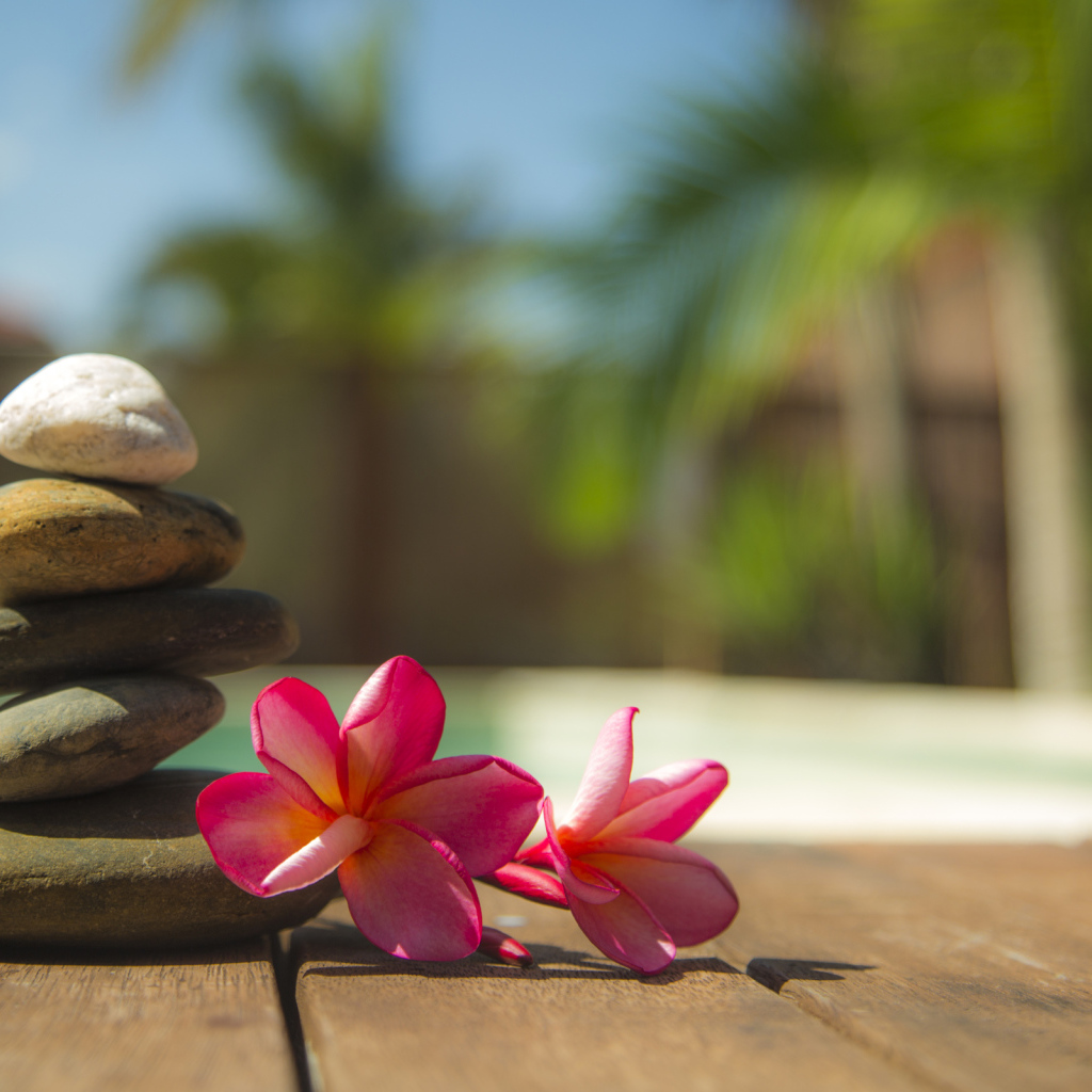 Два розовых цветка плюмерии с камнями