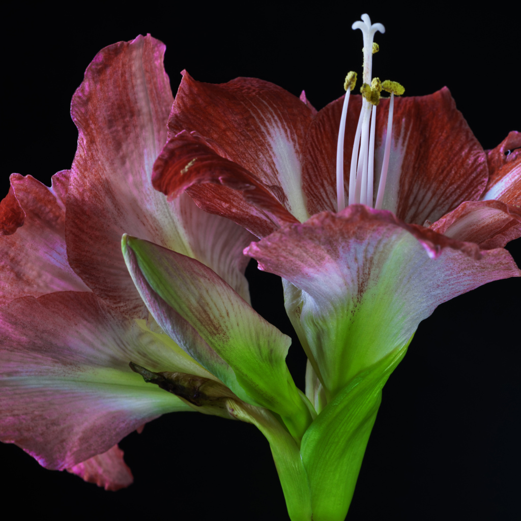 Два красных красивых цветка амариллиса на черном фоне