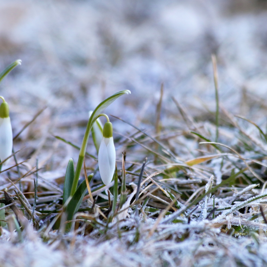 Два нежных белых подснежника на покрытой инеем траве 