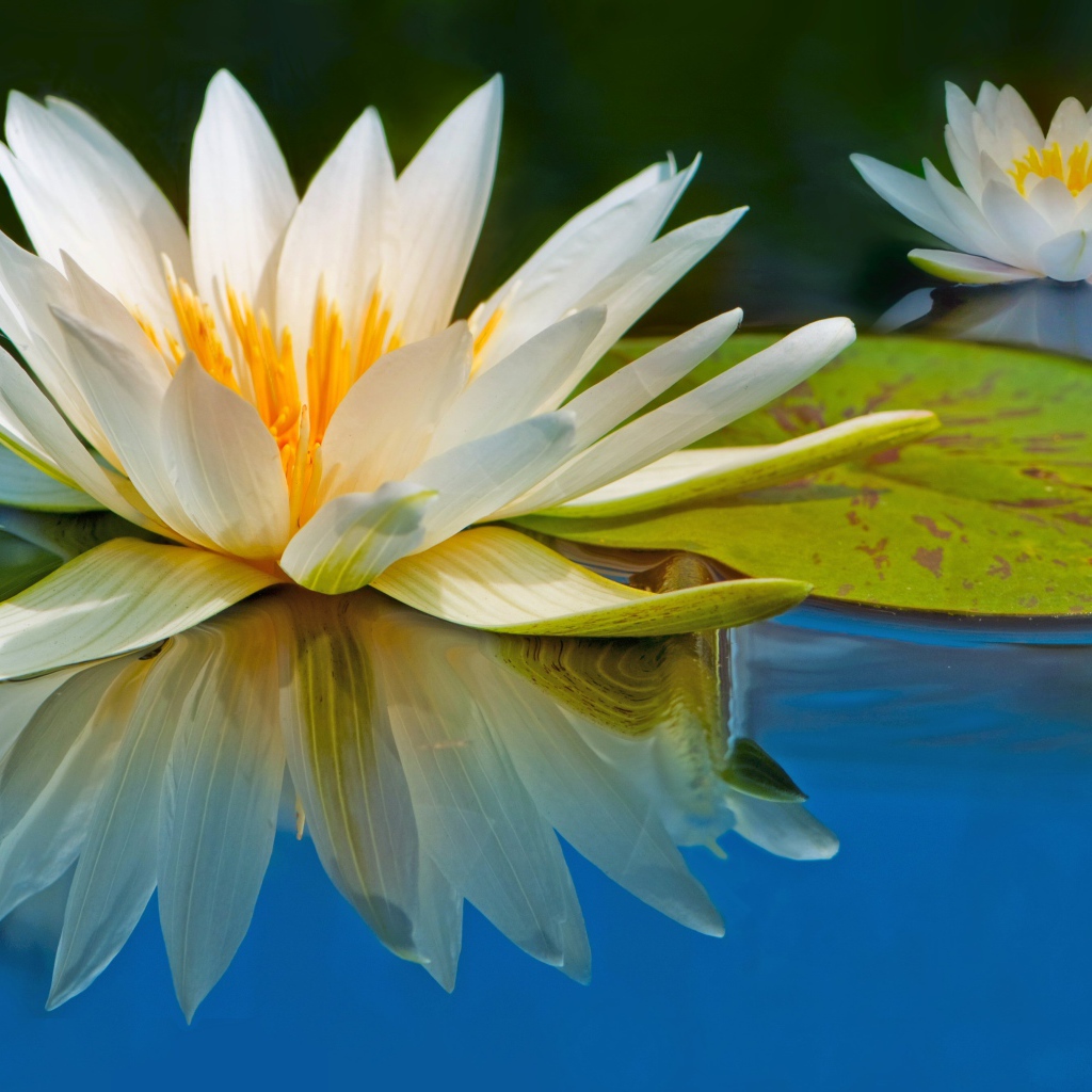 Два цветка водяной лилии отражаются в воде с зеленым листом