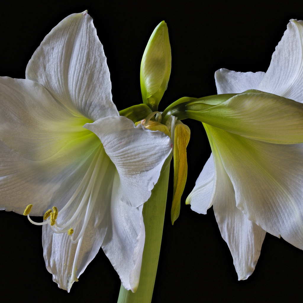 Два белых цветка амариллиса на черном фоне 