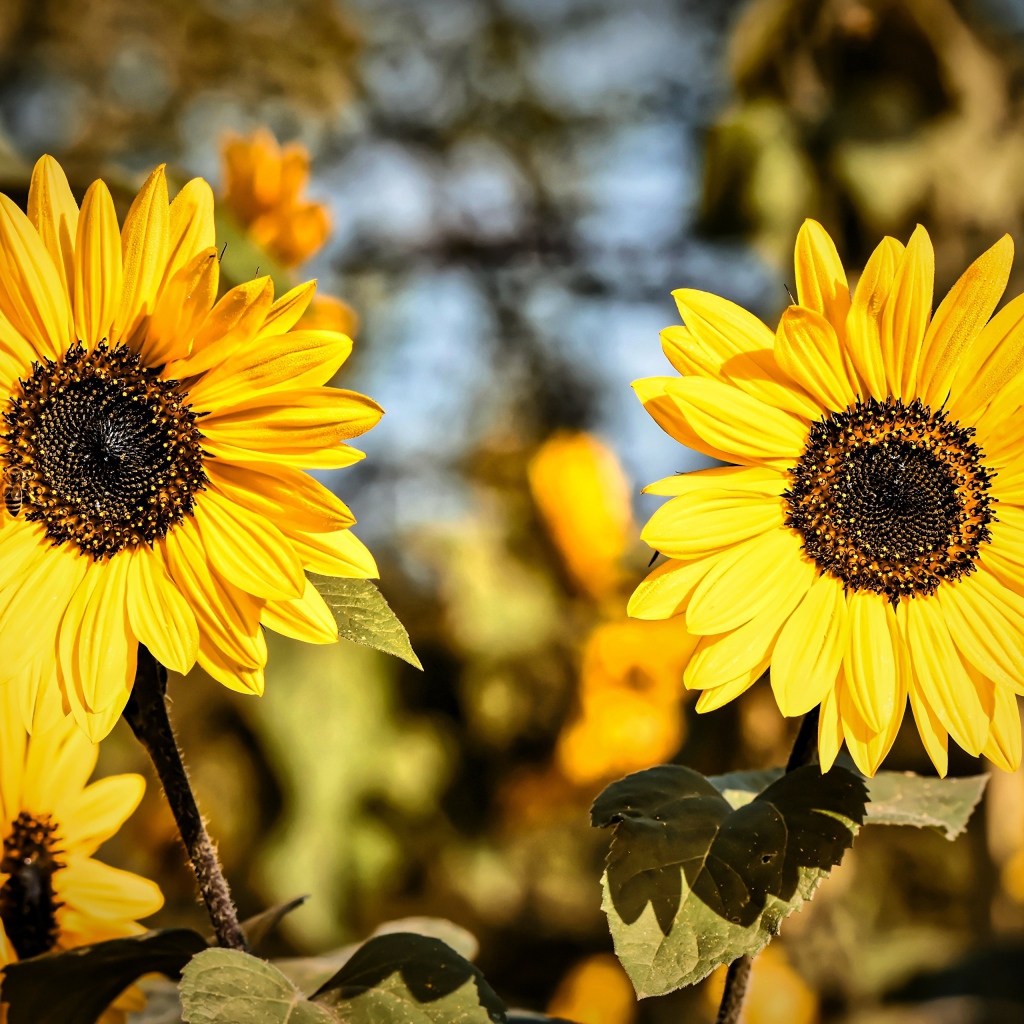 Два желтых цветка подсолнуха крупным планом