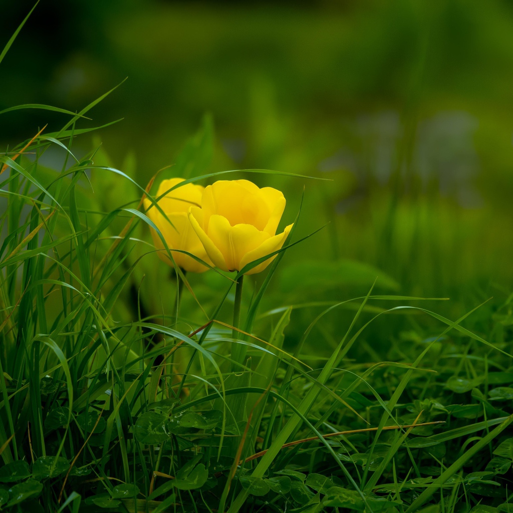 Два желтых тюльпана в зеленой траве