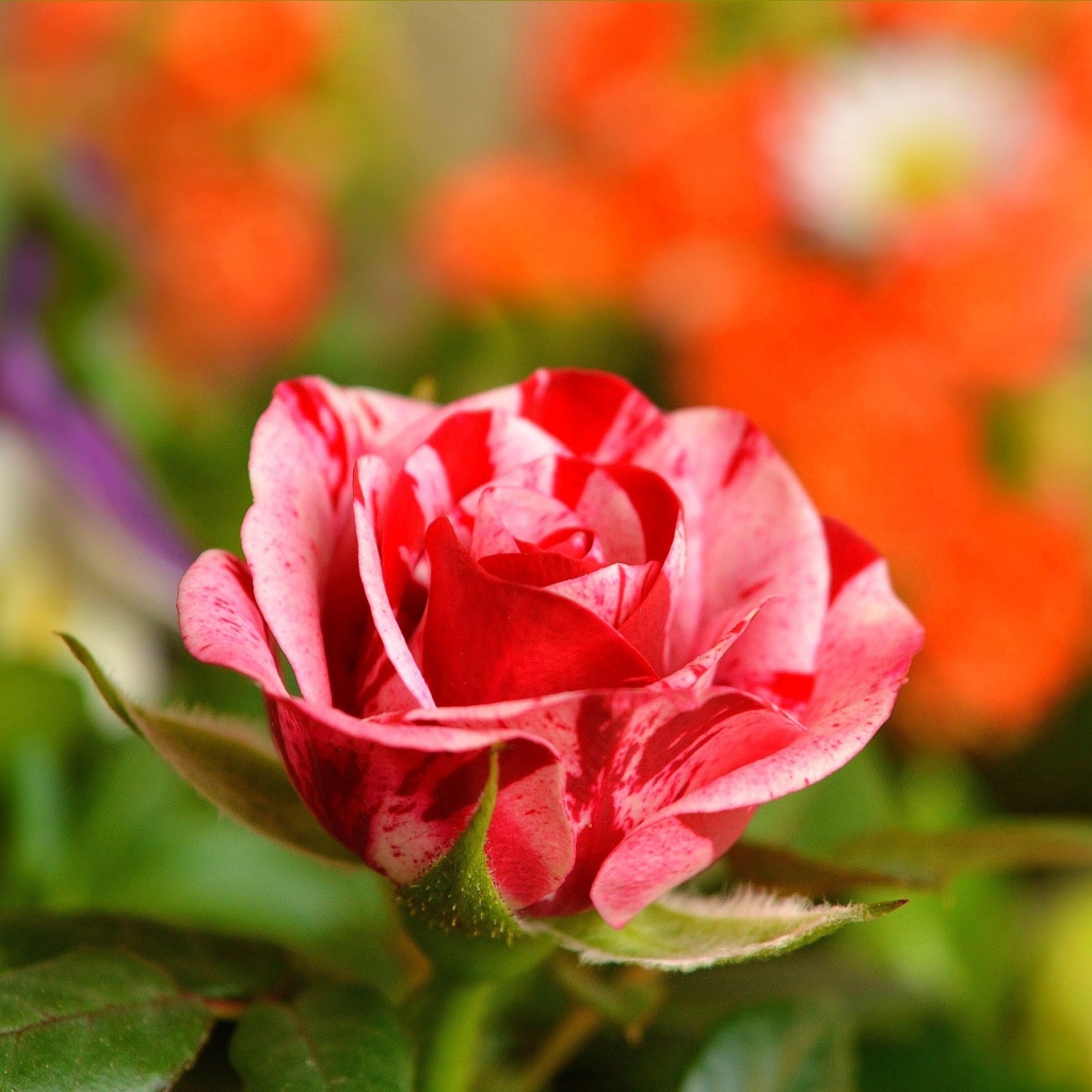 Необычная красивая роза крупным планом