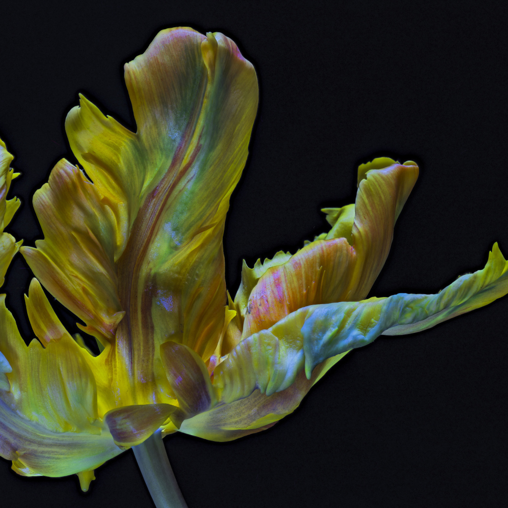 Необычный тюльпан на черном фоне крупным планом