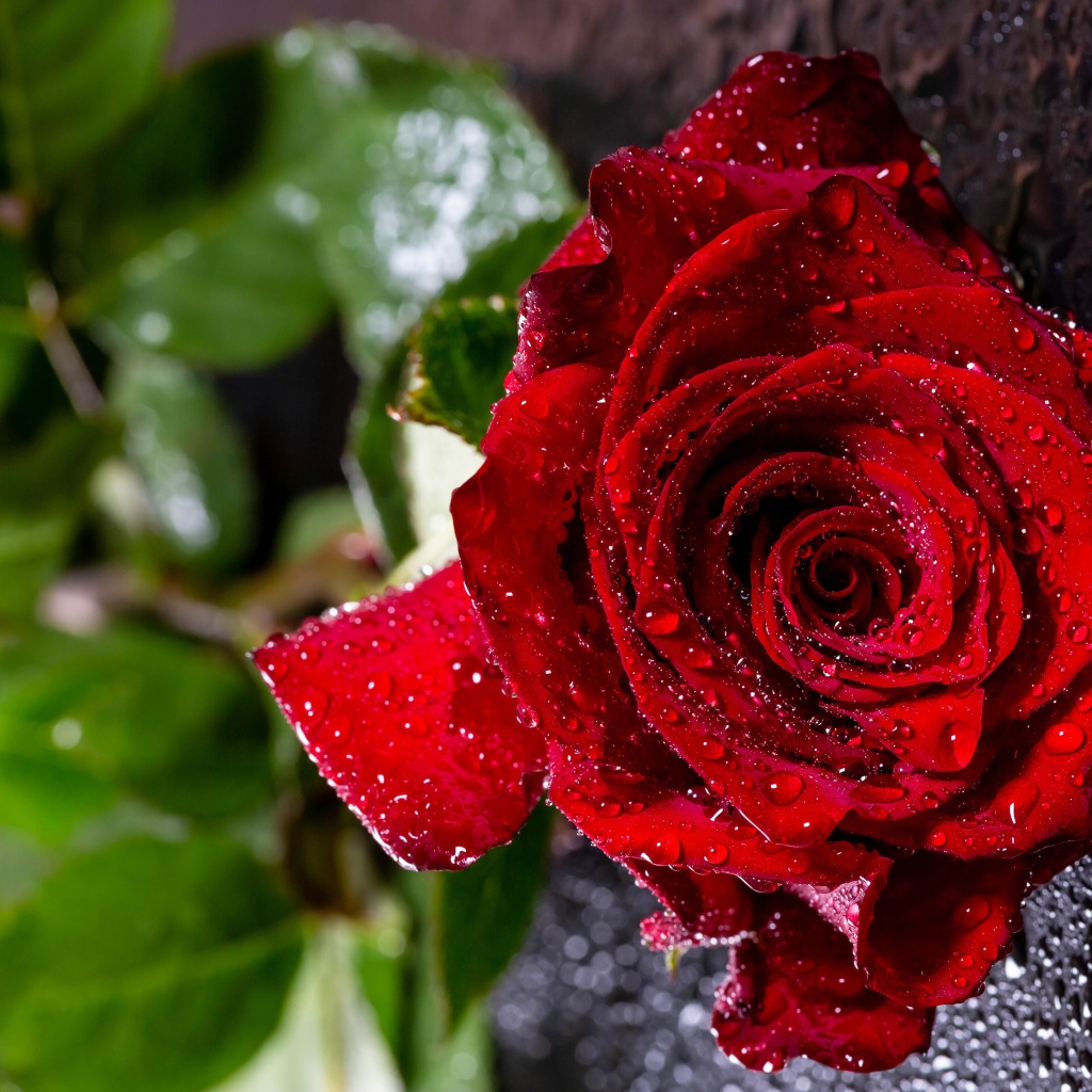 Мокрая красная роза на черной поверхности 