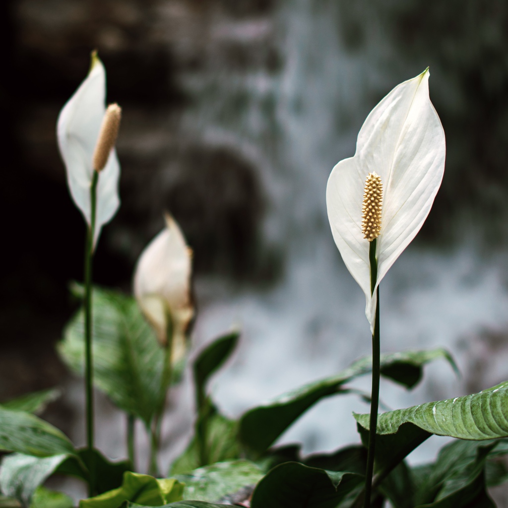 Белые цветы антуриум с зелеными листьями