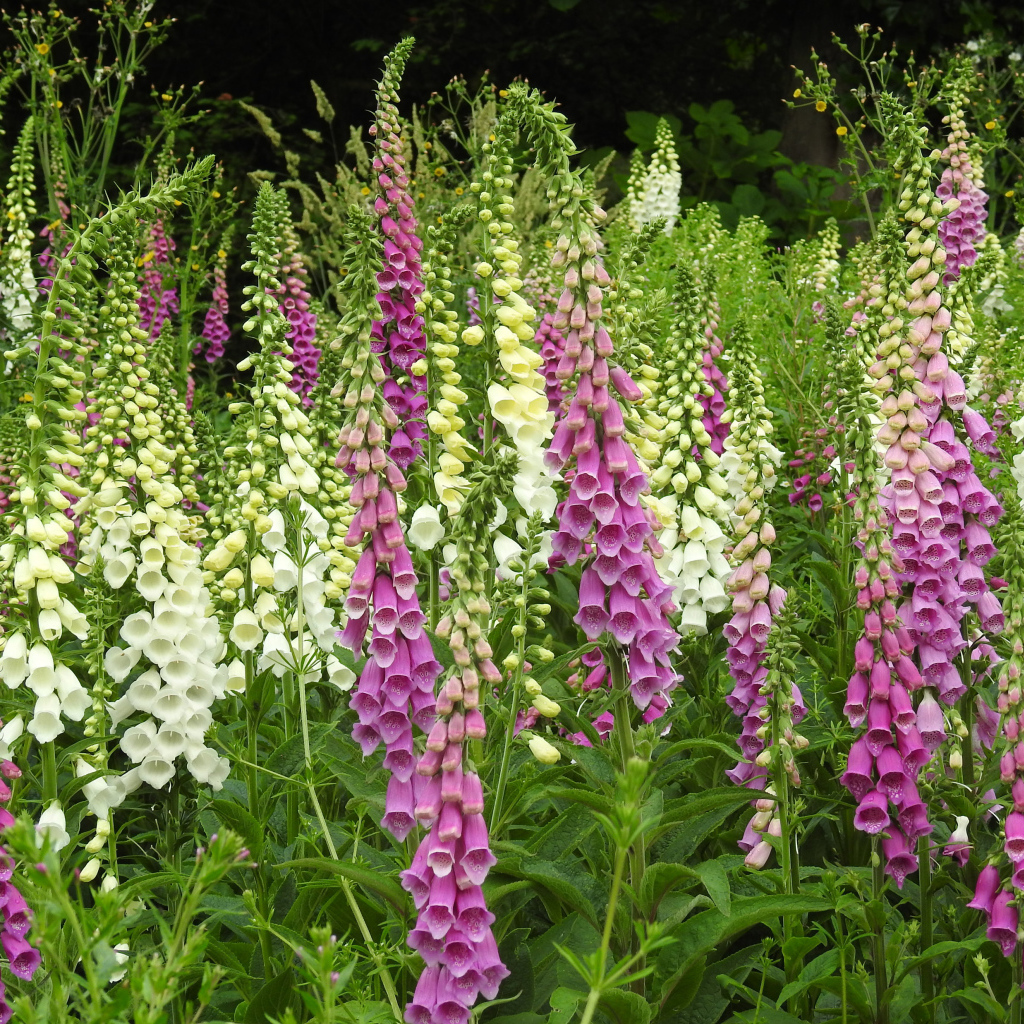 Белые и розовые цветы наперстянка крупным планом