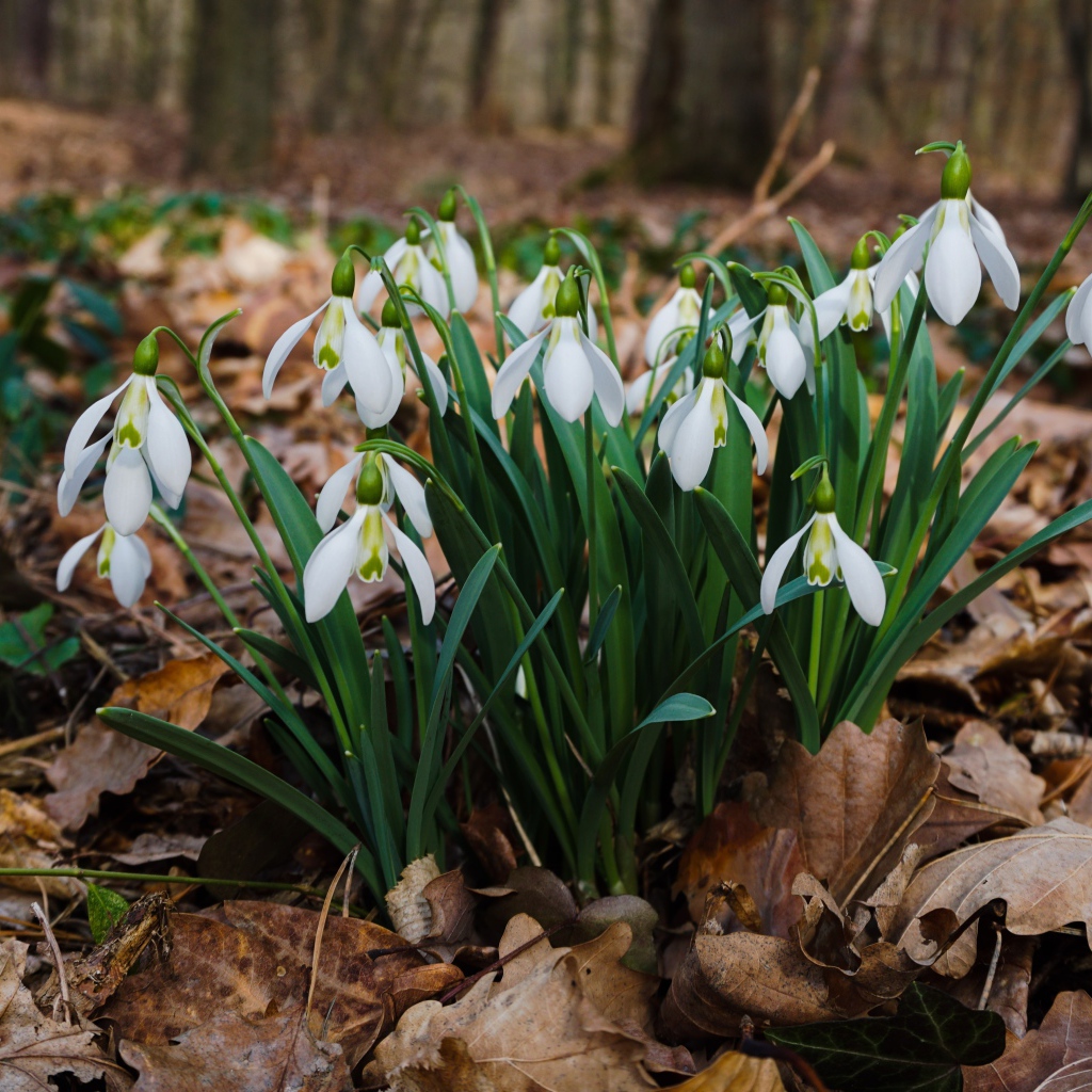 Белые красивые подснежники на сухой листве