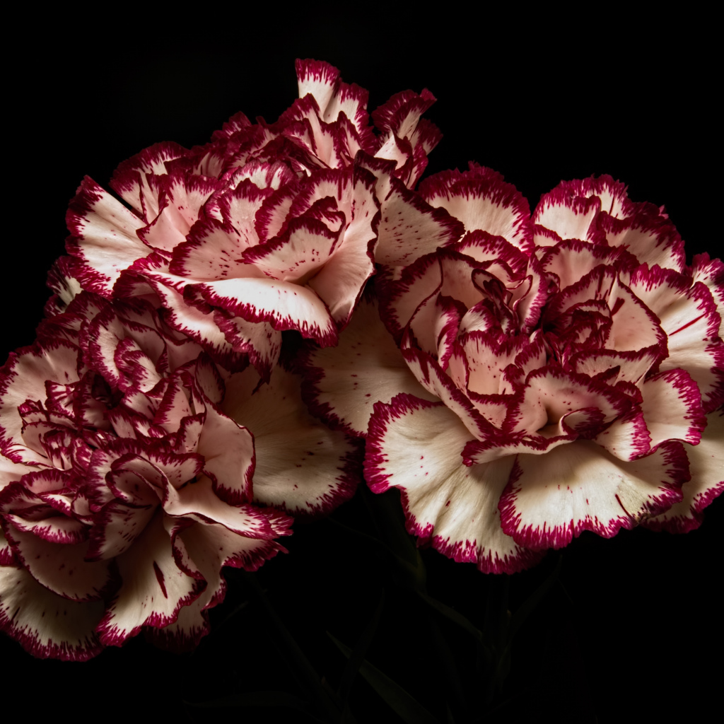 Белые гвоздики с красными ободками на черном фоне